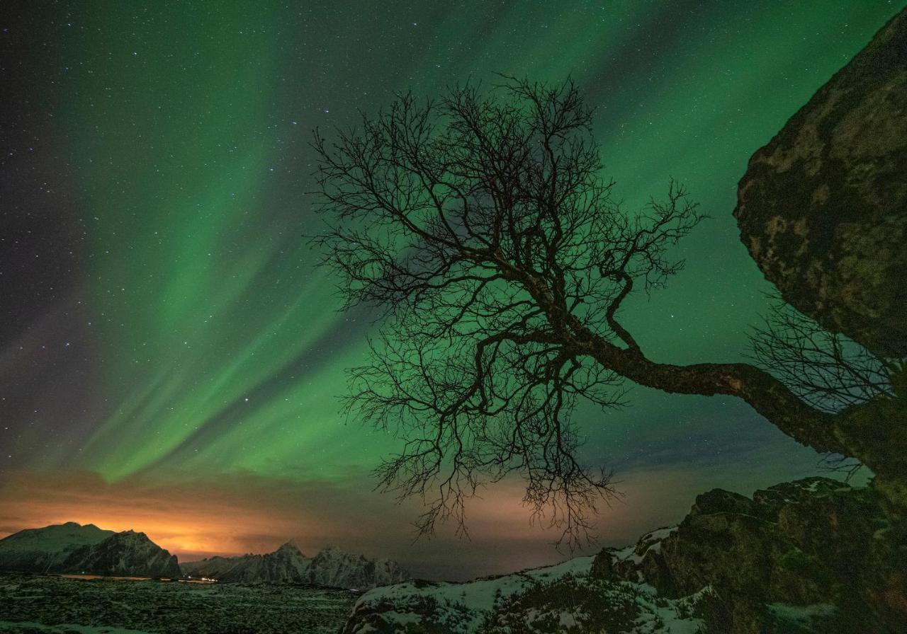 Wildlife Panorama Lofoten Bostad Zewnętrze zdjęcie